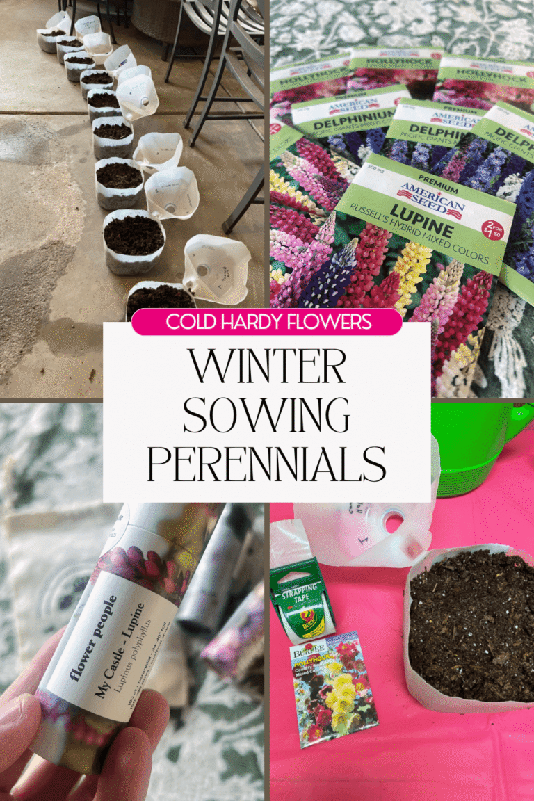 Winter Sowing Perennials: Cold-Hardy Flowers That Come Back Every Year