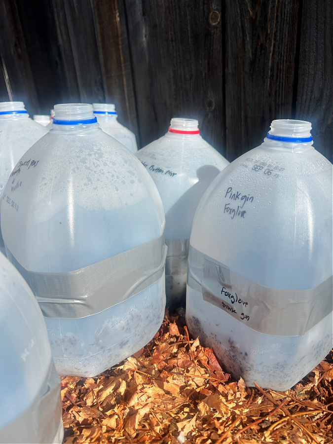 Winter Sowing Watering Tips — When & How Much: Condensation on jugs