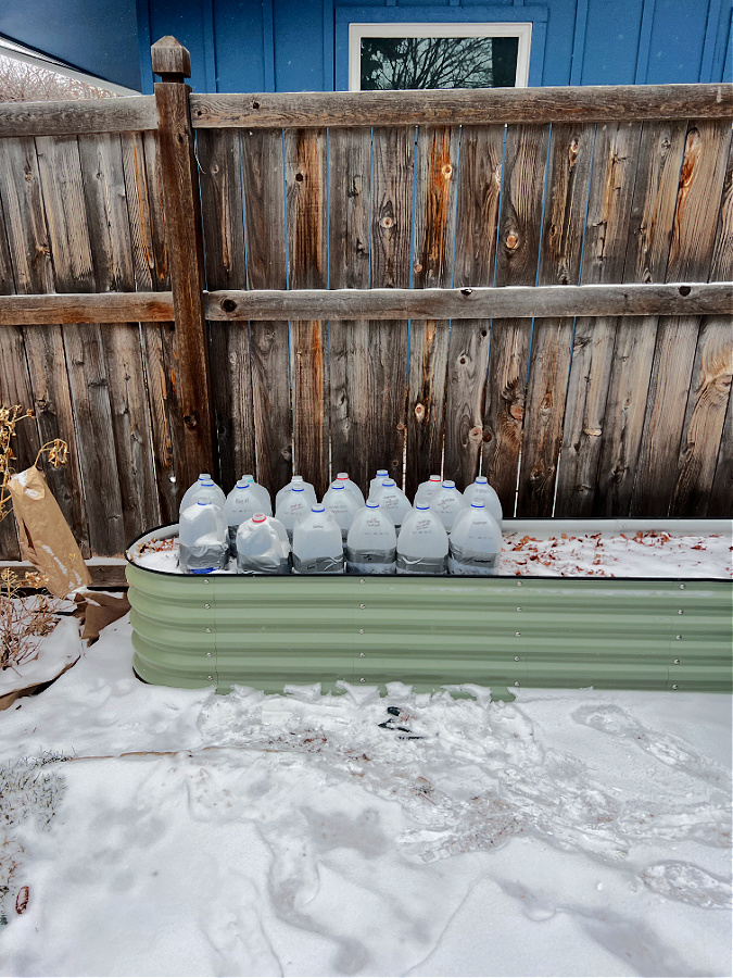 winter sown jugs lined up in raised bed