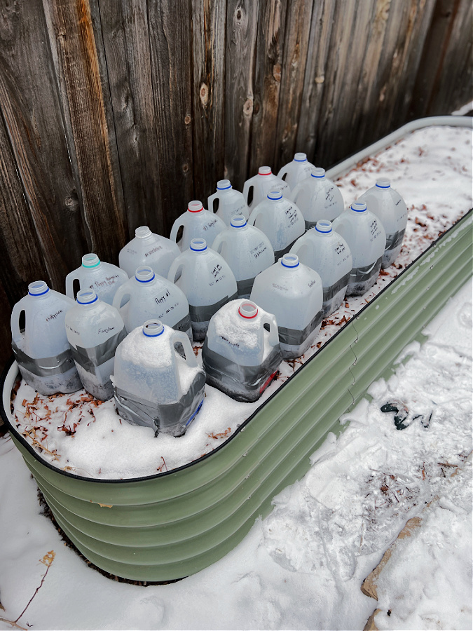 winter sowing jugs in snow