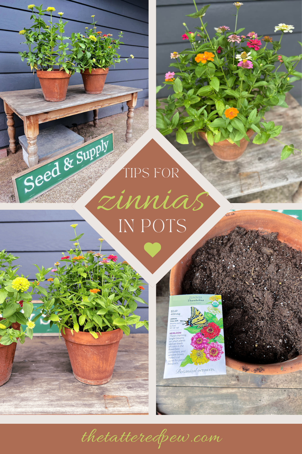 Tips for Growing Zinnias in Pots