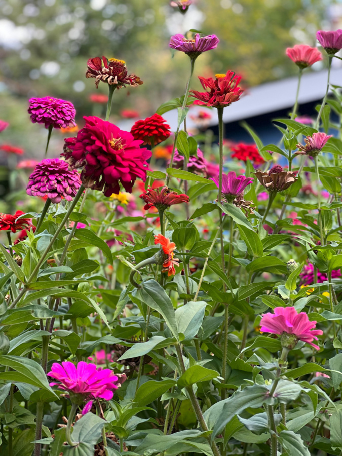 colorful zinnias