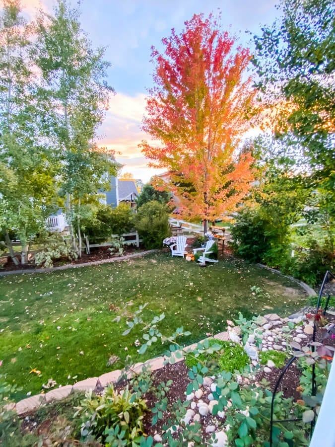 Join me for a Fall evening in the garden here in Colorado!