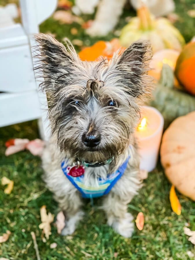 Our Cairn Terrier pup Zoey loves fall too!