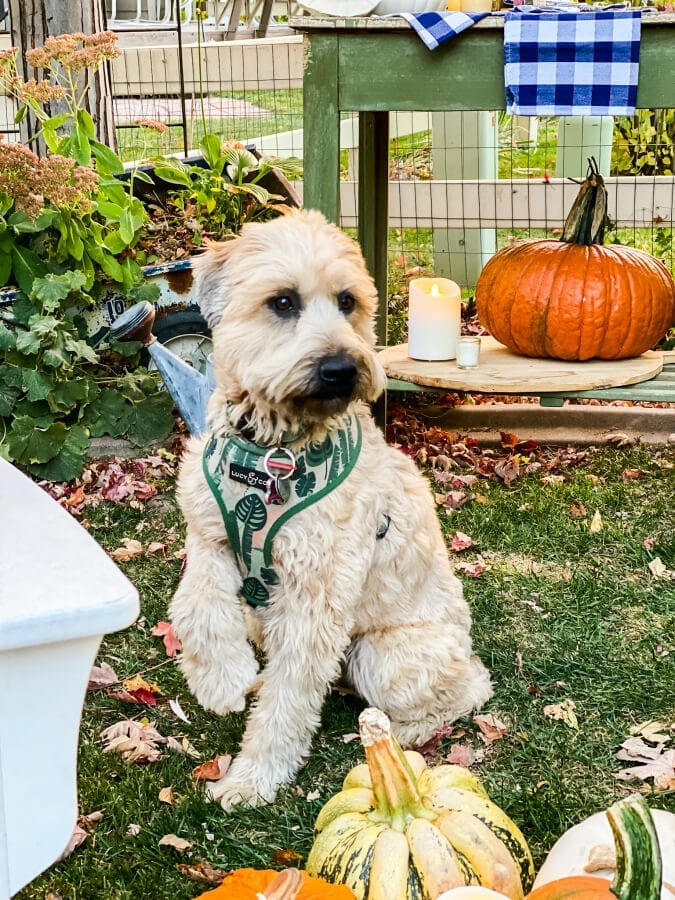 Sweet Kona, our wheaten terrier puppy loves the Fall backyard!