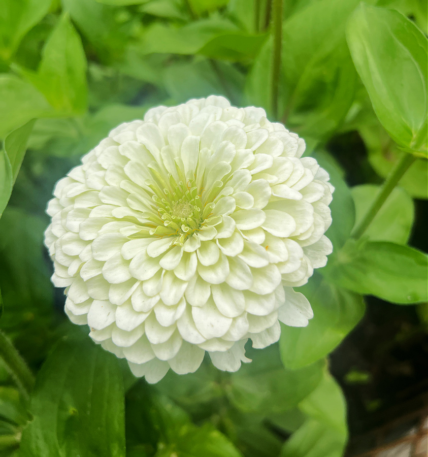 all white zinnia