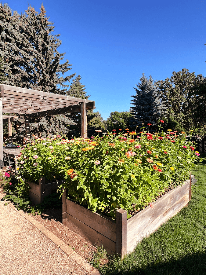 double raised zinnia beds