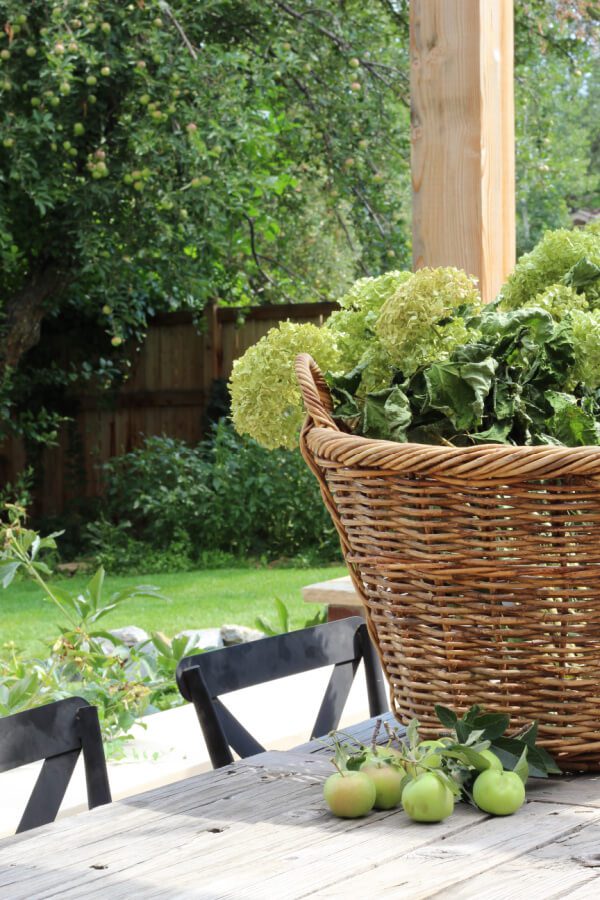 dried hydrangeas