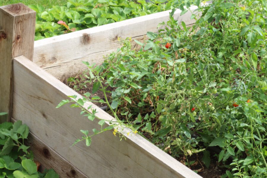 tomatoe plants in our garden box beds.