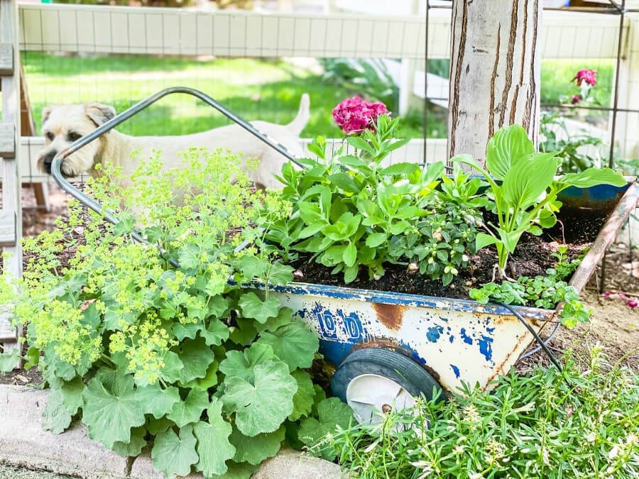 Why not add some alternative planters to your backyard for a fun and inexpensive way to landscape your yard. This is just one of many creative backyard landscaping ideas on a budget.