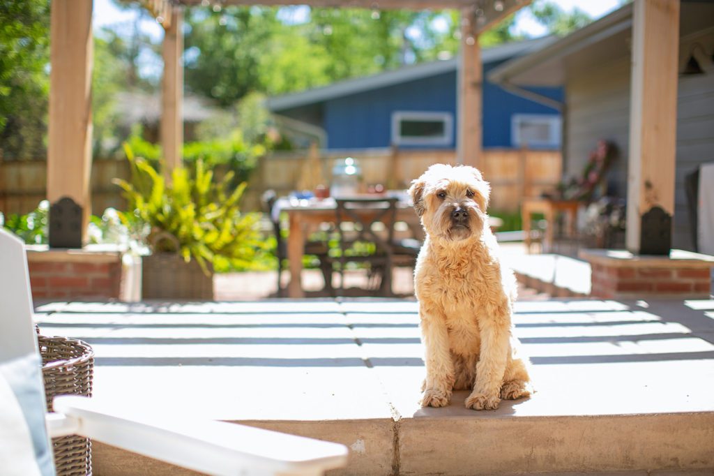 Kona our wheaten terrier loves the sun!