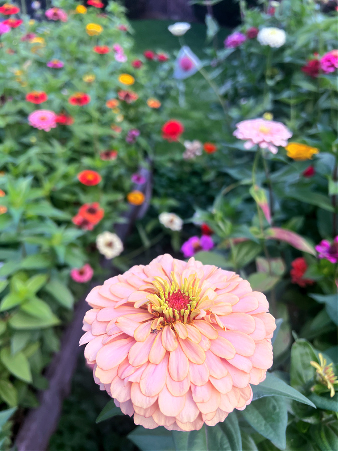 Ballerina zinnia flower from Johnny Seed