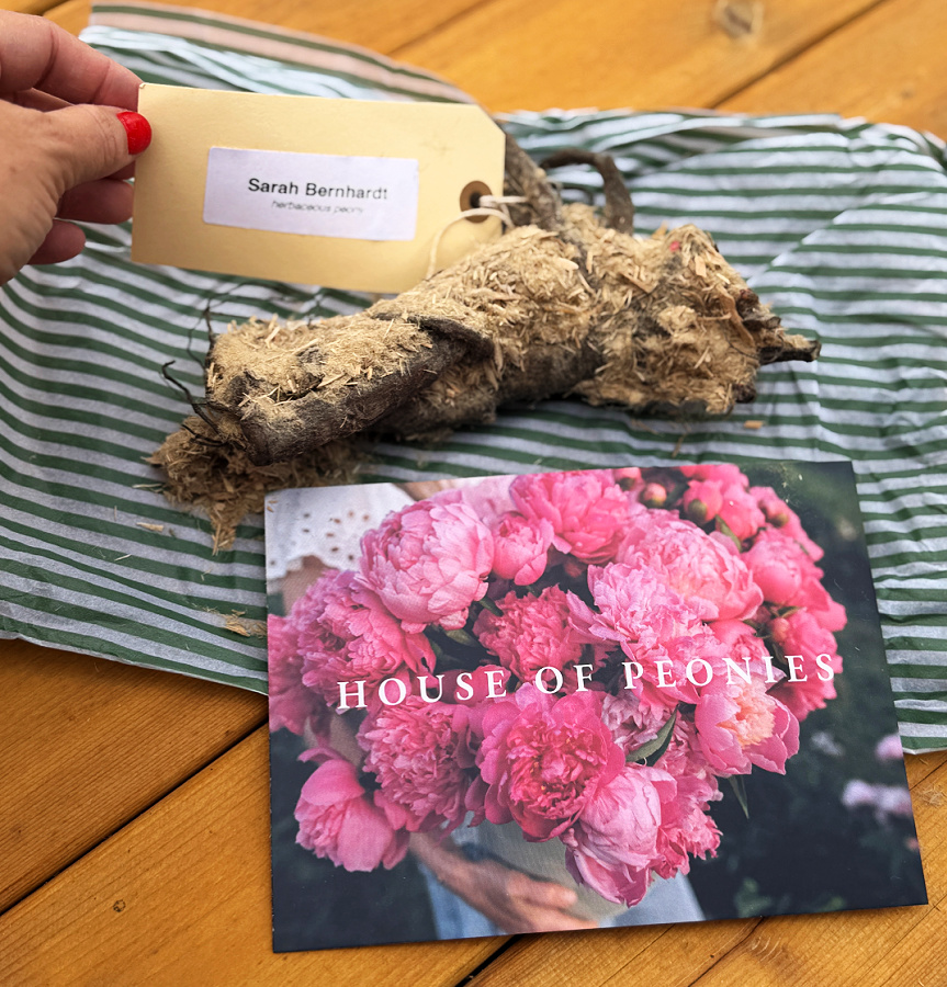bare root peony