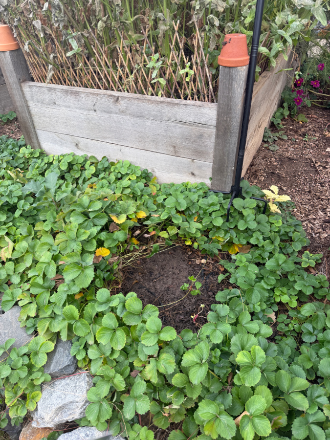 spot for my bare root peony