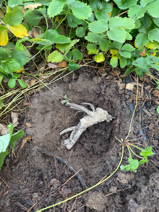 bare root in ground