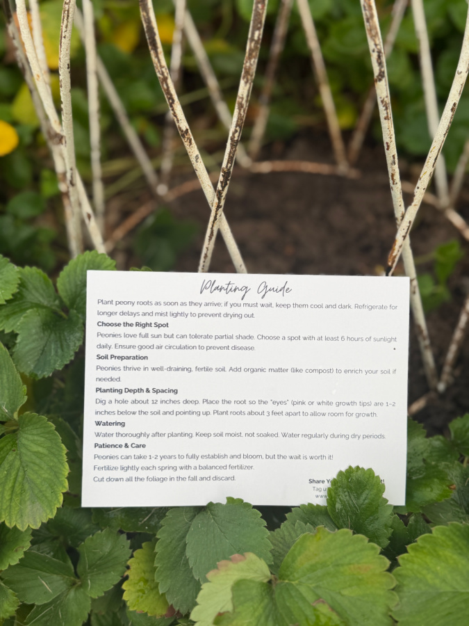 bare root peony directions