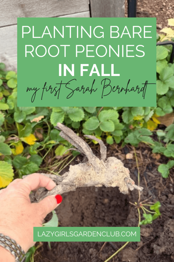 Planting Bare Root Peonies in Fall: My First Sarah Bernhardt