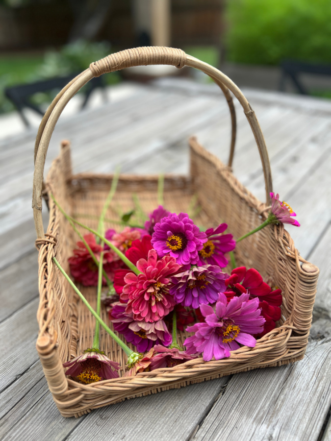 Basket of Zinnias freshly deadheaded