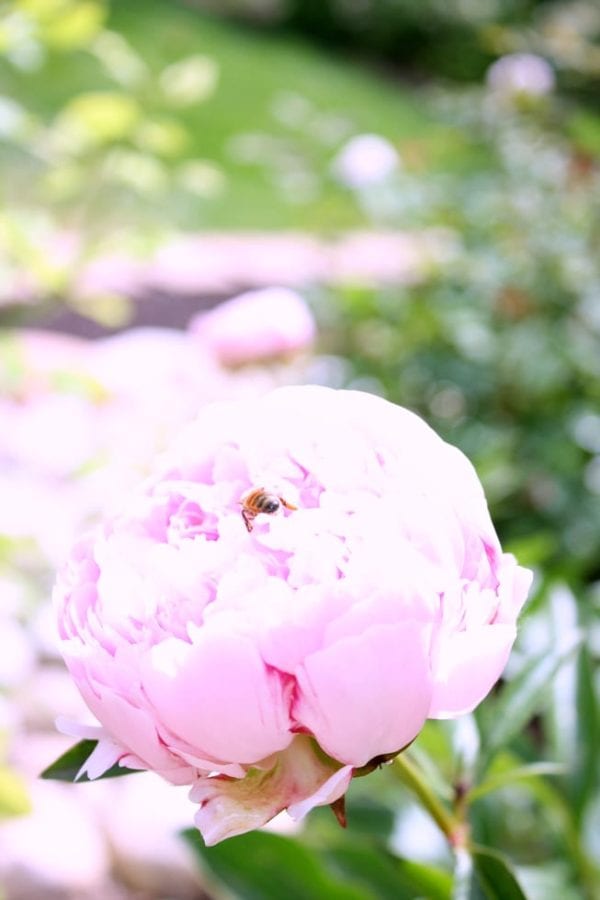 Tips and Tricks for the Best Peonies » The Tattered Pew