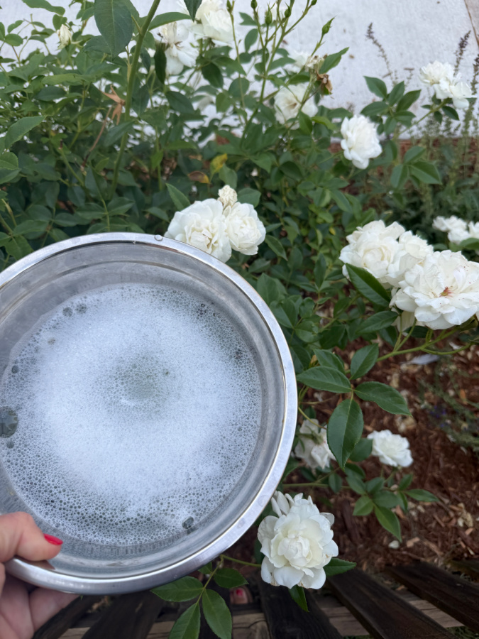 soapy water for catching Japanese beetles in garden
