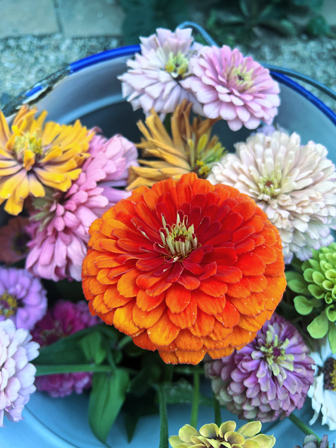 Benary's Giant Zinnia