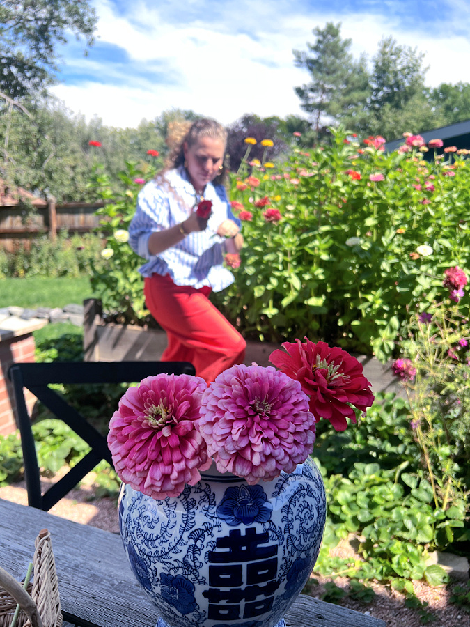 Big pink zinnia blooms
