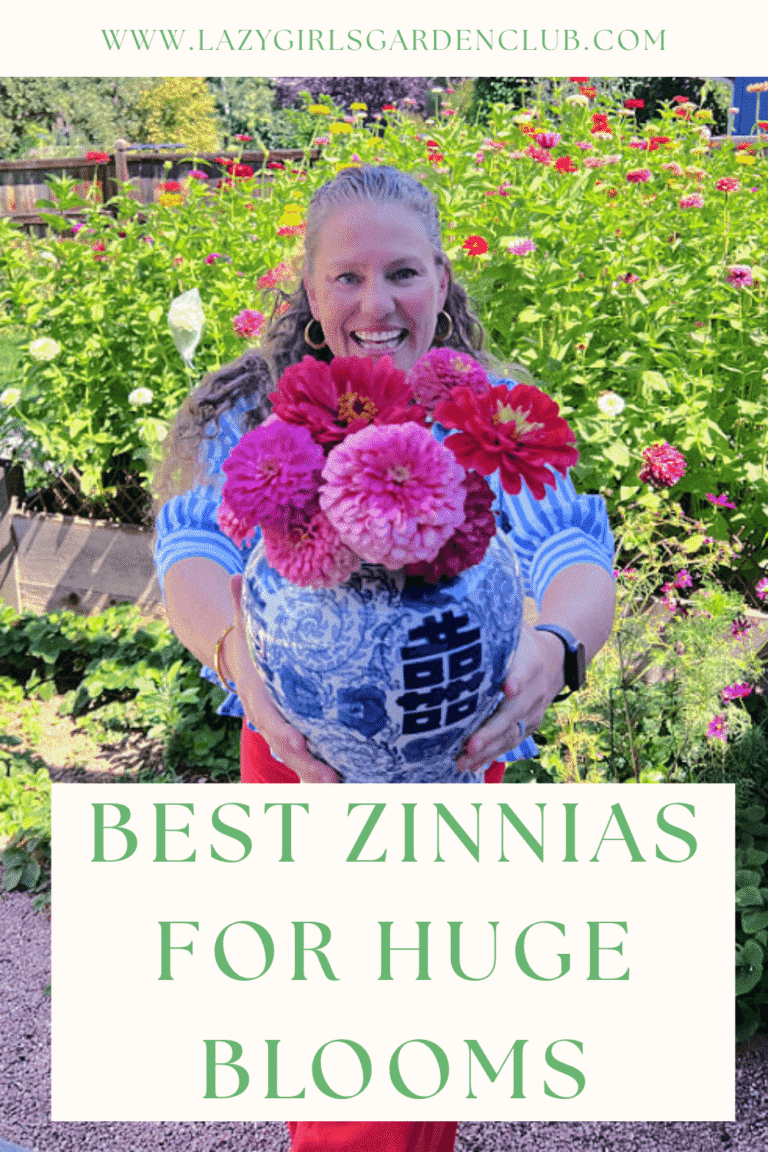 Best Zinnias for Huge Blooms