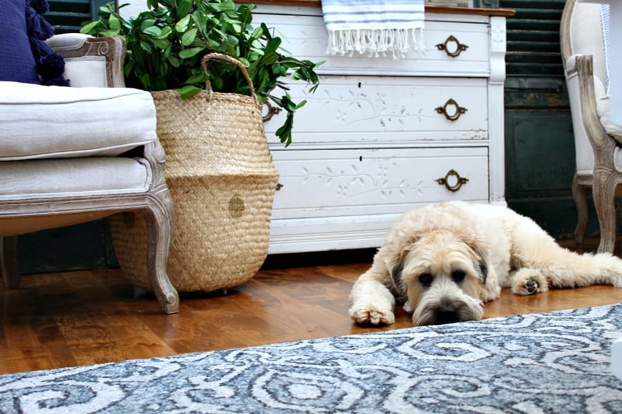 Comfortable summer decorating ideas that anyone can enjoy...even a sweet puppy.