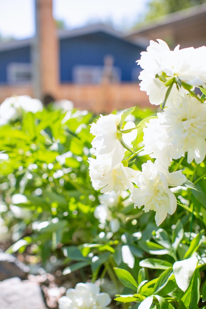 White Peonies in our backyard summer tour!