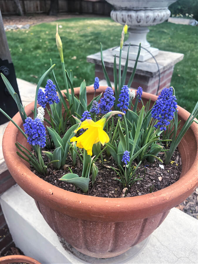 muscari and daffodils