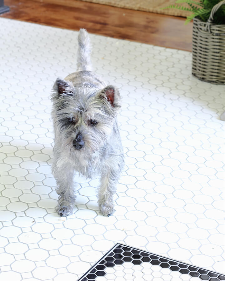 Zoey the cairn terrier welcomes you!