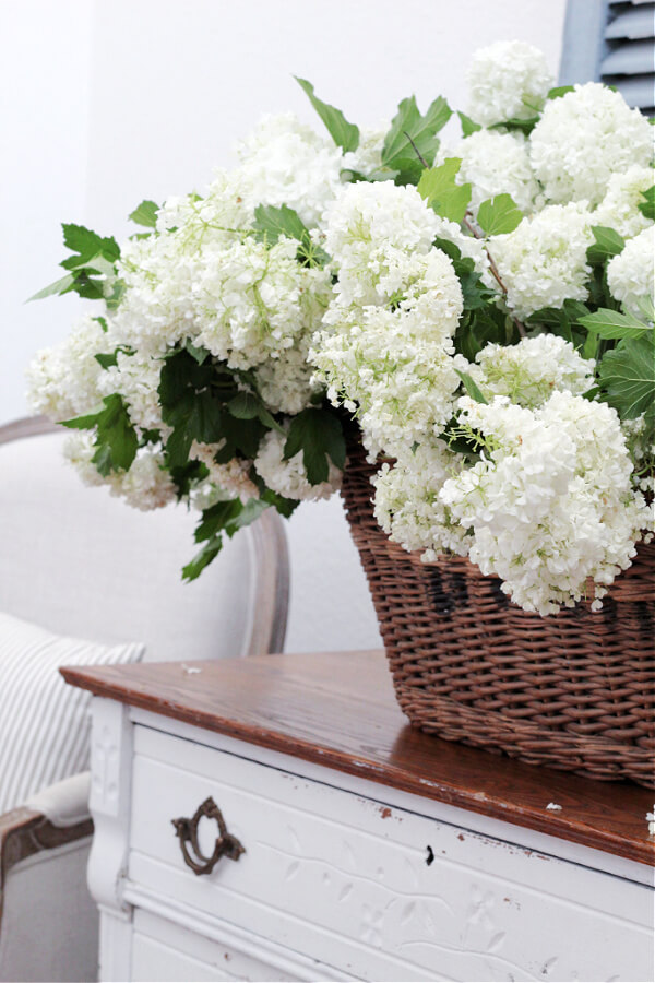 viburnum snowballs and a vintage basket