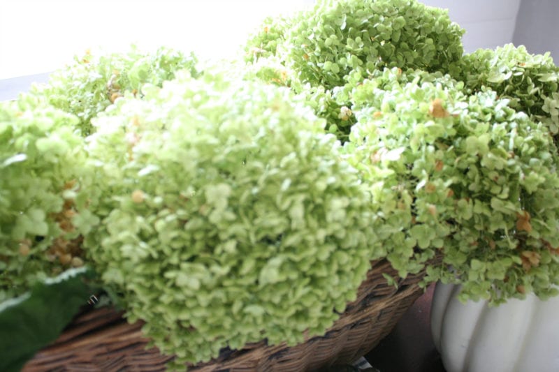 Dried Annabelle hydrangeas are the best shade of green.