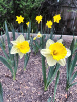 How to Plant Daffodil Bulbs - A Complete Guide » Grow Beauty With Ease