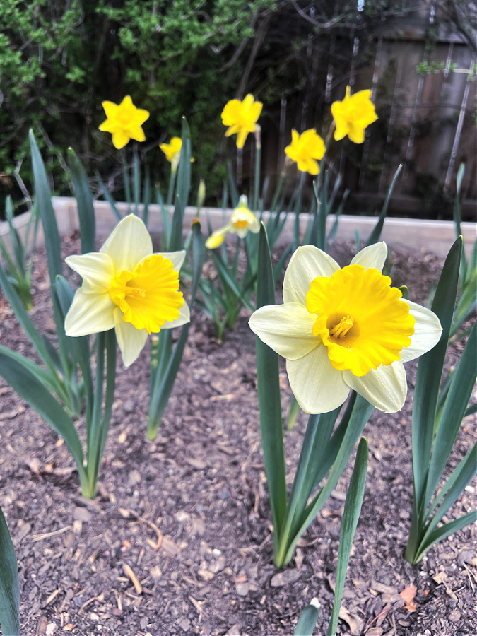 daffodils