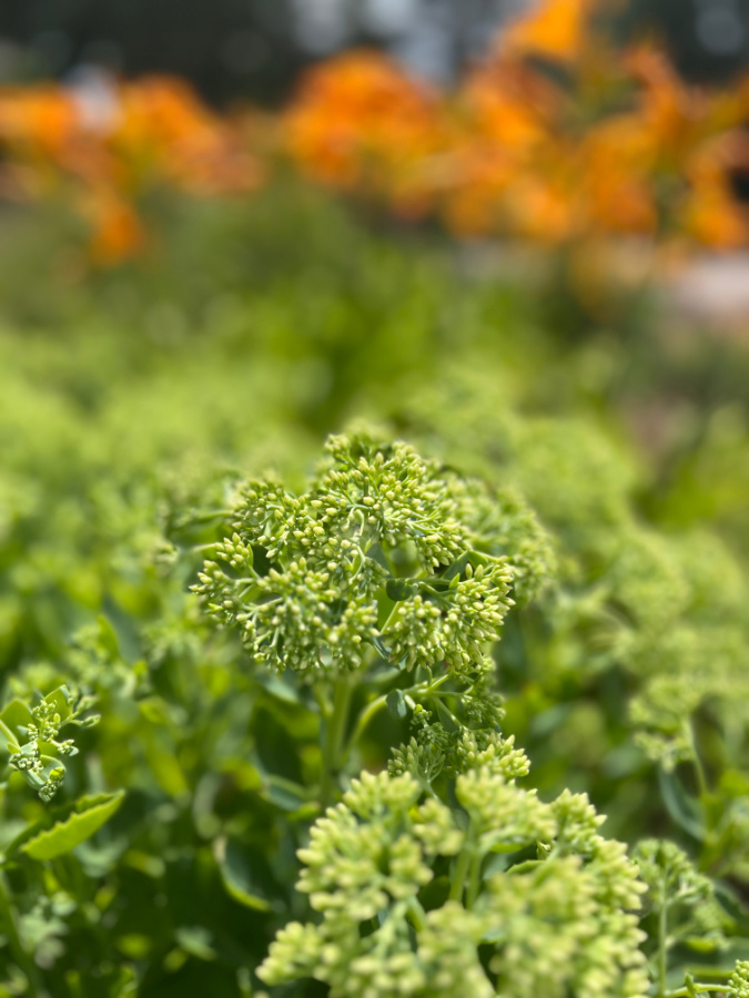 close up of sedum Autumn Joy plant