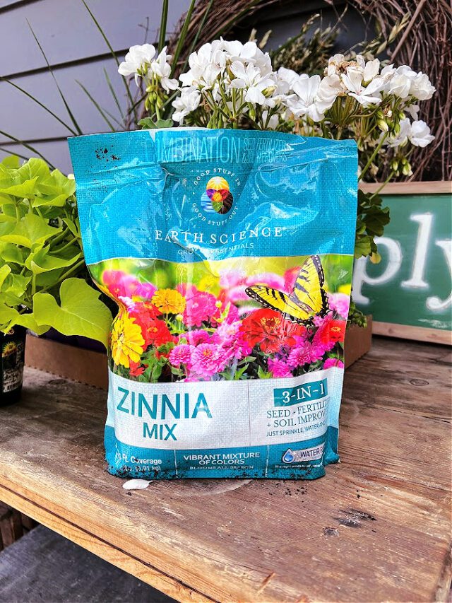 a-guide-to-harvesting-zinnia-seeds-grow-beauty-with-ease