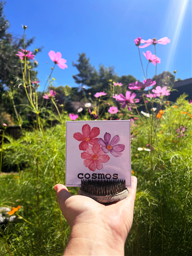 cosmos printable in front of cosmos
