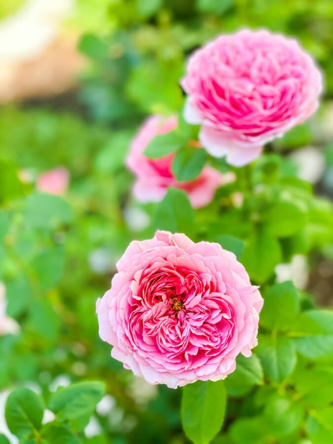 David Austin roses are a great perennial flower that blooms all summer long!