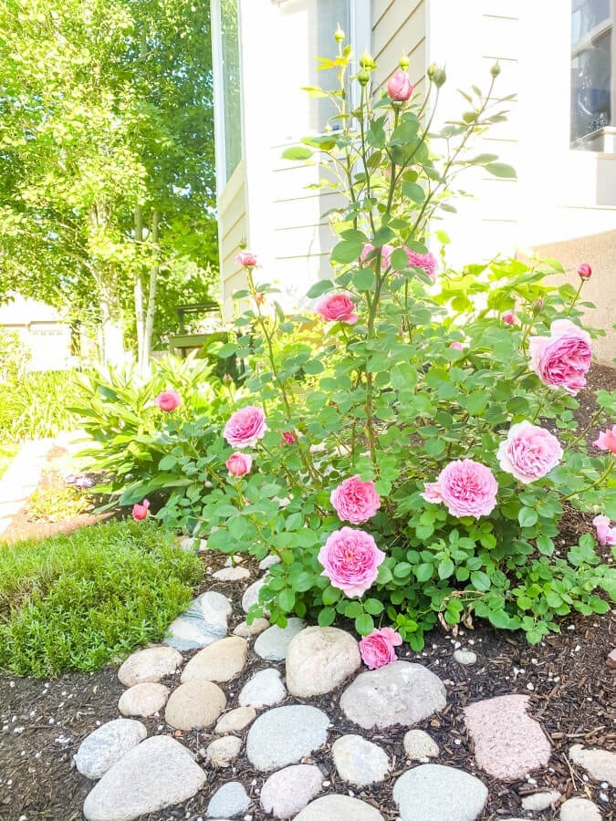 River rock beds are an inexpensive way to add interest to your garden or backyard spaces.