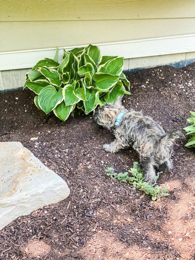 These beautiful hostas were gven to me and transplanted into our yard. Now to keep the puppy away!