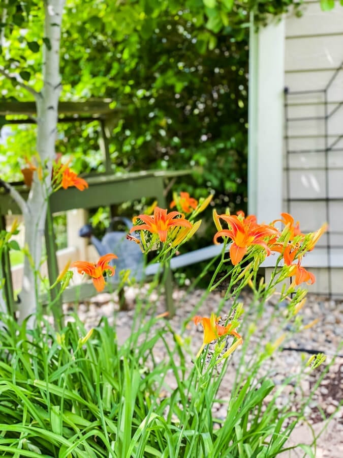 Lillies can be easliy divided and transplanted to new yards.