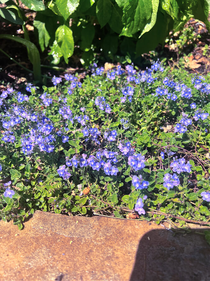 creeping jenny for part shade