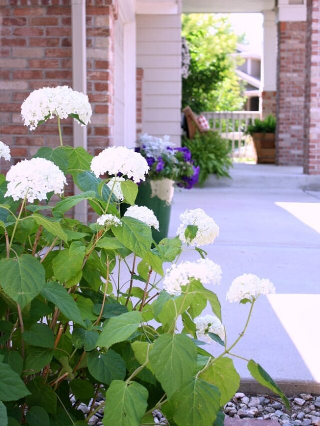 cropped-Annabelle-hydrangea-bush.jpg