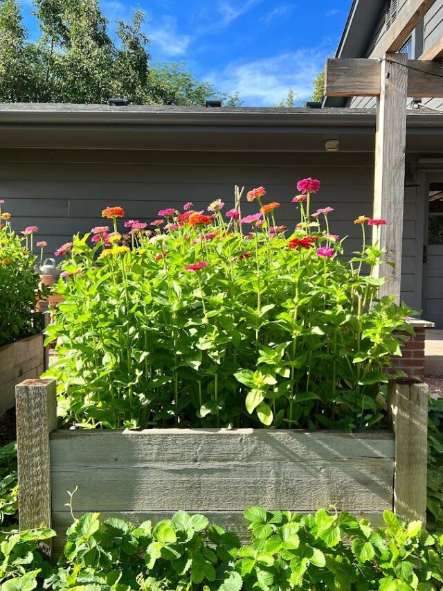 Zinnias can grow upwards of four feet tall!