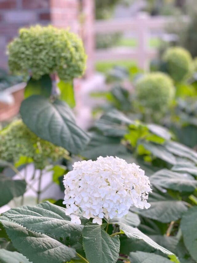This picture holds to key to the secret tip for drying hydrangeas!