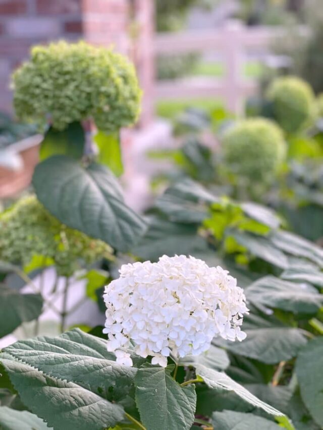 This picture holds to key to the secret tip for drying hydrangeas!