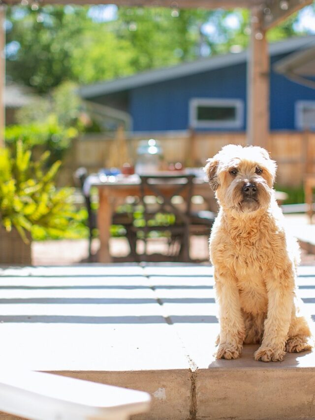 Kona our wheaten terrier loves the sun!