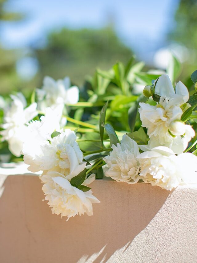 white peonies jsut beyond our outdoor table