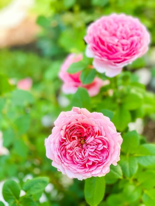 David Austin roses are a great perennial flower that blooms all summer long!